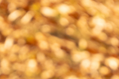 1_20241208-DSC06564-α7Ⅲ