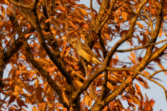 20241211-DSC06744-α7Ⅲ