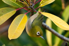 20241215-DSC07204-α7Ⅲ