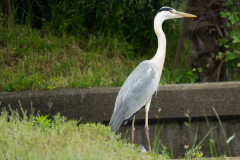 20260524-DSC04094-α7Ⅲ