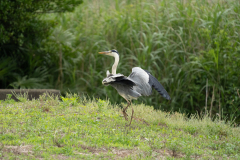 20260524-DSC04130-α7Ⅲ